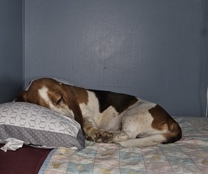 Father of the Basset Hound puppies born on 06/25/2025