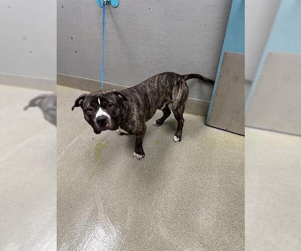 Medium Photo #1 Mutt Puppy For Sale in Las Vegas, NV, USA