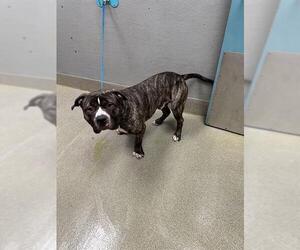 Mutt Dogs for adoption in Las Vegas, NV, USA