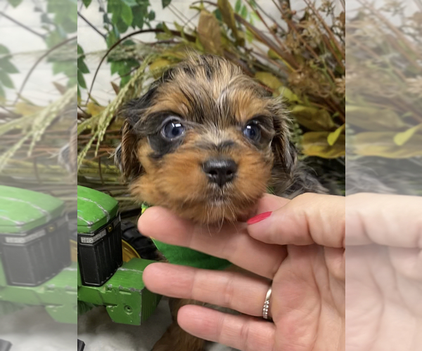 Medium Photo #27 Shorkie Tzu Puppy For Sale in SELLERSBURG, IN, USA