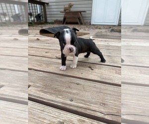 Boston Terrier Puppy for sale in FREDONIA, KS, USA