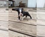 Image preview for Ad Listing. Nickname: Chip