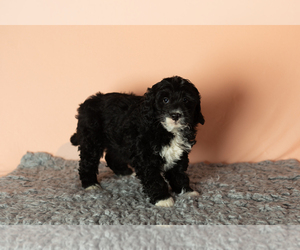 Bernedoodle (Miniature) Puppy for sale in SHIPSHEWANA, IN, USA