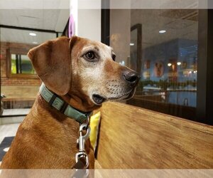 Redbone Coonhound-Unknown Mix Dogs for adoption in Westminster, MD, USA