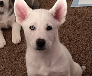 Alaskan Husky-Siberian Husky Mix Puppy for sale in SIMI VALLEY, CA, USA