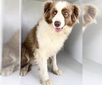 Small Australian Shepherd