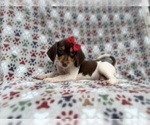 Small Beagle