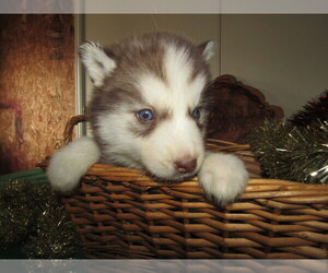 Siberian Husky Puppy for sale in MISHAWAKA, IN, USA