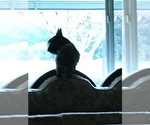 Small Photo #1 Scottish Terrier Puppy For Sale in HOQUIAM, WA, USA