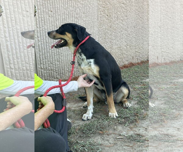 Medium Photo #2 Rottweiler-Unknown Mix Puppy For Sale in Rowlett, TX, USA