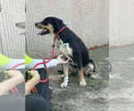Small #1 Rottweiler Mix