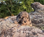 Small #14 Aussiedoodle