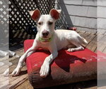 Small #6 American Pit Bull Terrier Mix
