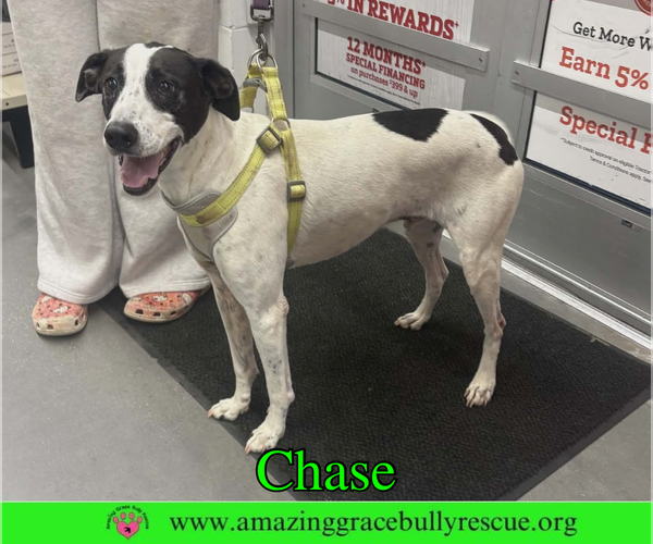 Medium Photo #6 Greyhound-Jack Russell Terrier Mix Puppy For Sale in Milton, FL, USA