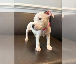 American Staffordshire Terrier-Unknown Mix Dogs for adoption in Holly Springs, NC, USA