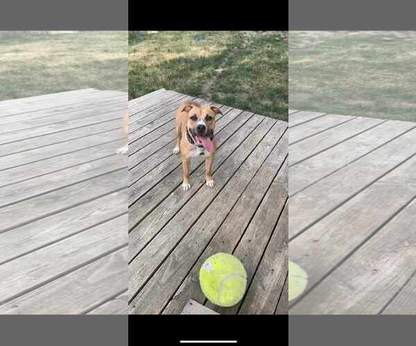 Medium Photo #2 Mutt Puppy For Sale in Waterloo, IA, USA