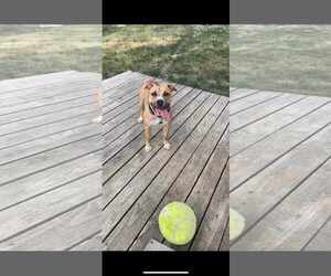 Whiskey - Female Mutt Dog for Adoption - Photo #2