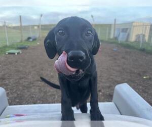 Labrador Retriever-Unknown Mix Dogs for adoption in McKinleyville, CA, USA
