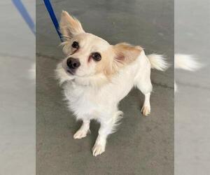 Papillon-Unknown Mix Dogs for adoption in San Martin, CA, USA