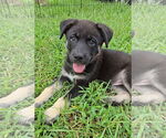 Small #3 Siberian Husky Mix