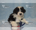 Small Photo #12 Aussiedoodle Puppy For Sale in SANGER, TX, USA