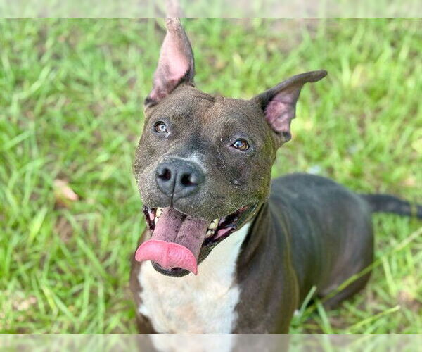 Medium Photo #2 American Bulldog-Unknown Mix Puppy For Sale in Tavares, FL, USA