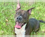 Small Photo #2 American Bulldog-Unknown Mix Puppy For Sale in Tavares, FL, USA