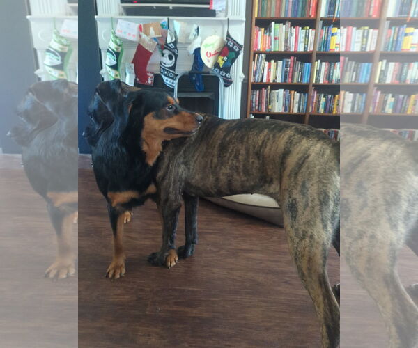 Medium Photo #8 Labrottie Puppy For Sale in Holly Springs, NC, USA