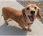 Small #8 Dachshund