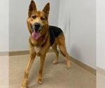 Small German Shepherd Dog-Siberian Husky Mix