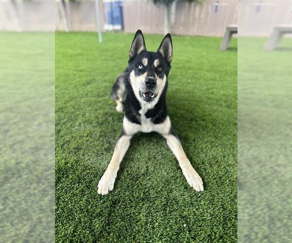 Medium Photo #1 German Shepherd Dog-Siberian Husky Mix Puppy For Sale in Chula Vista, CA, USA