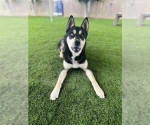 German Shepherd Dog-Siberian Husky Mix Dogs for adoption in Chula Vista, CA, USA