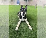 Small German Shepherd Dog-Siberian Husky Mix
