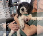 Small #3 Beagle-Cockapoo Mix