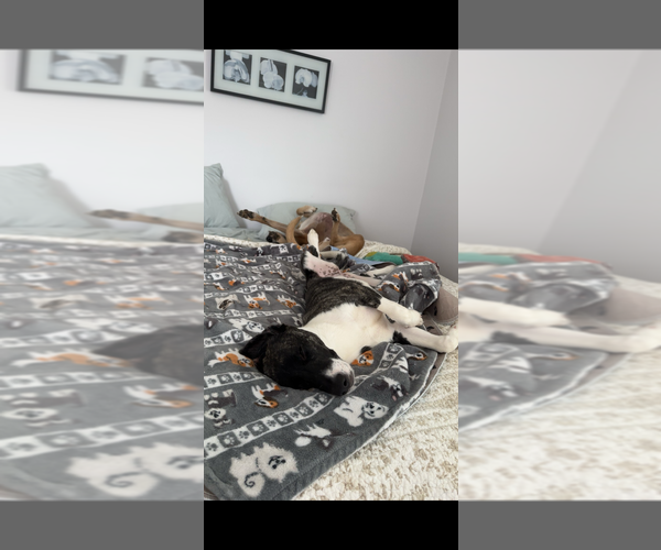 Medium Photo #16 Huskies -Labrador Retriever Mix Puppy For Sale in Brewster, NY, USA