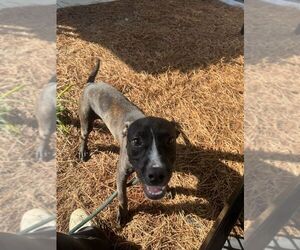 Mutt Dogs for adoption in Hilton Head, SC, USA