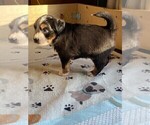 Small Photo #7 Miniature American Shepherd Puppy For Sale in PERRY, IA, USA