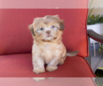 Puppy Bambi Shih Tzu