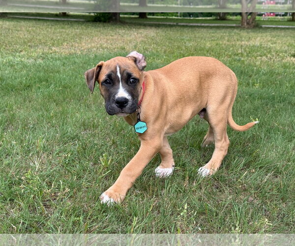 Medium Photo #3 American Pit Bull Terrier-Rhodesian Ridgeback Mix Puppy For Sale in Holly Springs, NC, USA