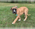 Small #2 American Pit Bull Terrier-Rhodesian Ridgeback Mix