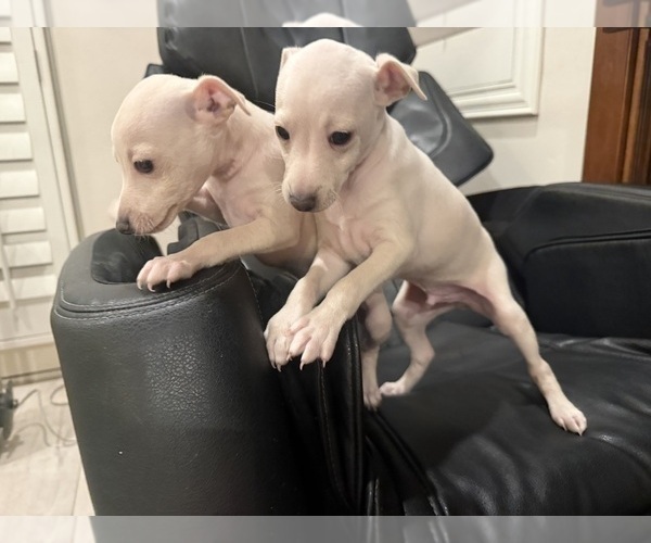 Medium Photo #5 Italian Greyhound Puppy For Sale in SAN DIEGO, CA, USA