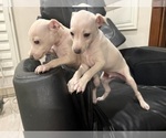 Small #4 Italian Greyhound