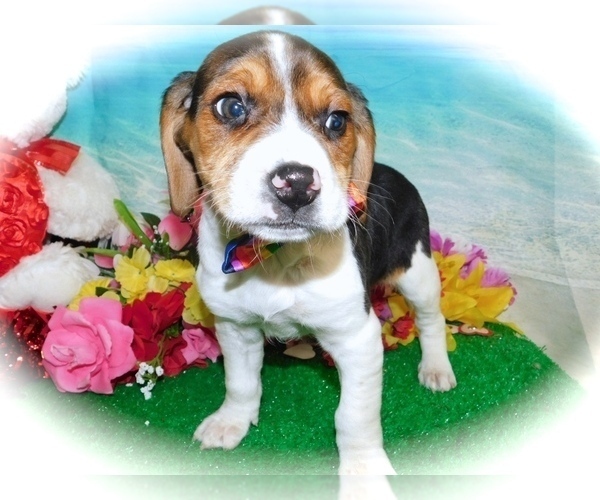 Medium Photo #2 Beagle Puppy For Sale in HAMMOND, IN, USA