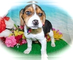 Small Photo #2 Beagle Puppy For Sale in HAMMOND, IN, USA