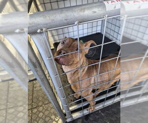 Mutt Dogs for adoption in Ogden, UT, USA