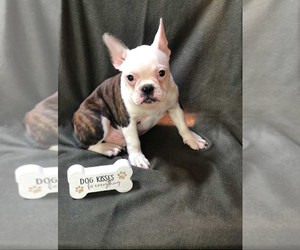 Faux Frenchbo Bulldog Puppy for sale in INDIANAPOLIS, IN, USA