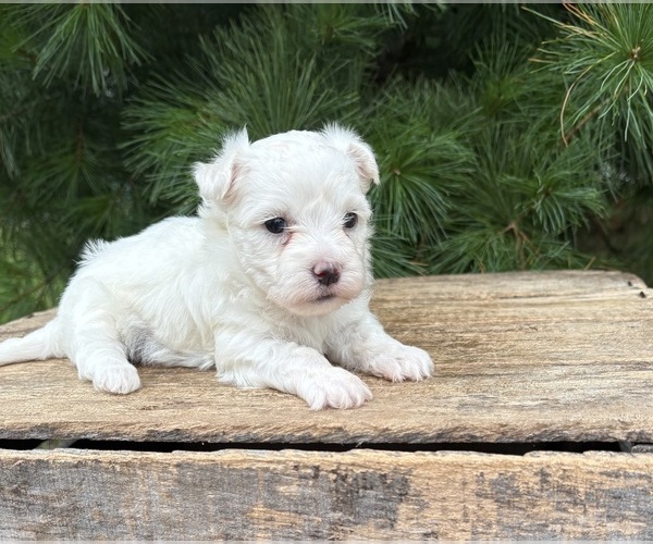 Medium Photo #1 Maltese Puppy For Sale in MIDDLEBURY, IN, USA