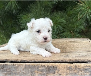 Maltese Puppy for sale in MIDDLEBURY, IN, USA