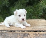 Image preview for Ad Listing. Nickname: Enzo