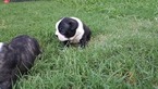 Small Photo #7 Boston Terrier Puppy For Sale in BRKN ARW, OK, USA